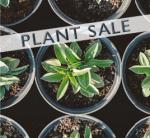 Image of a potted plant