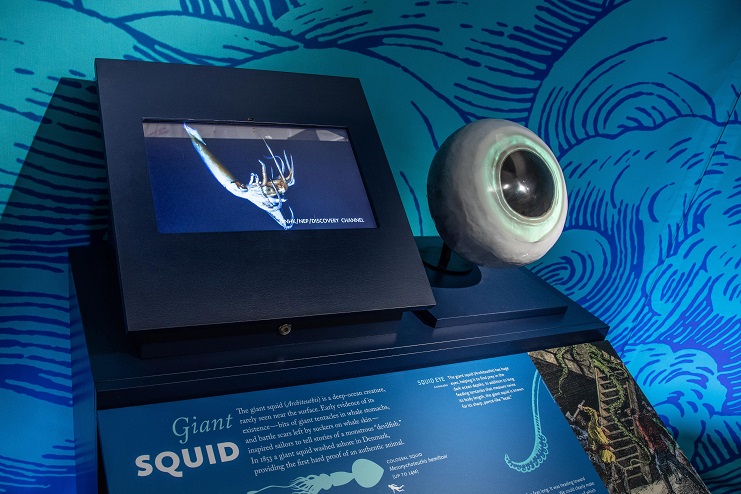 Squid Eye image